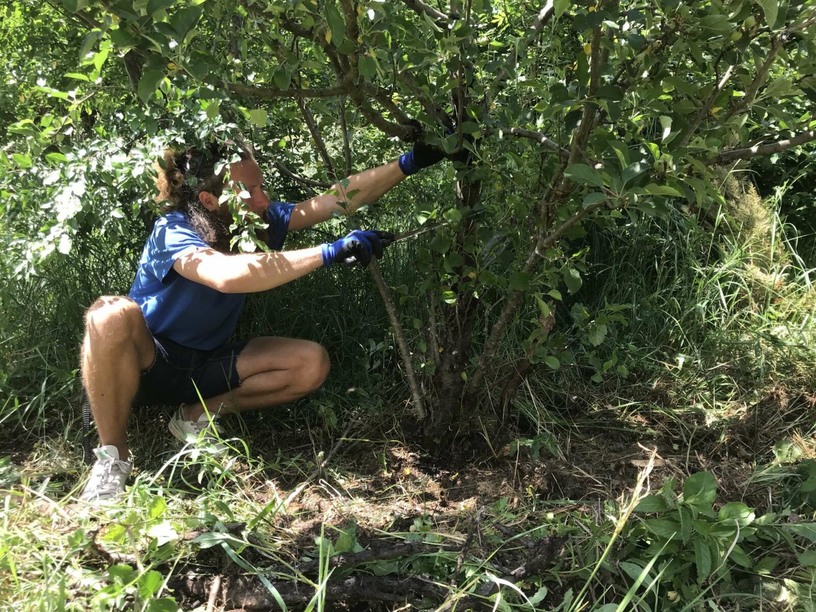 Johannis zeigt Baumschnitt